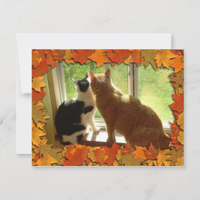 Chats Tabby Orange d'automne (Devant)