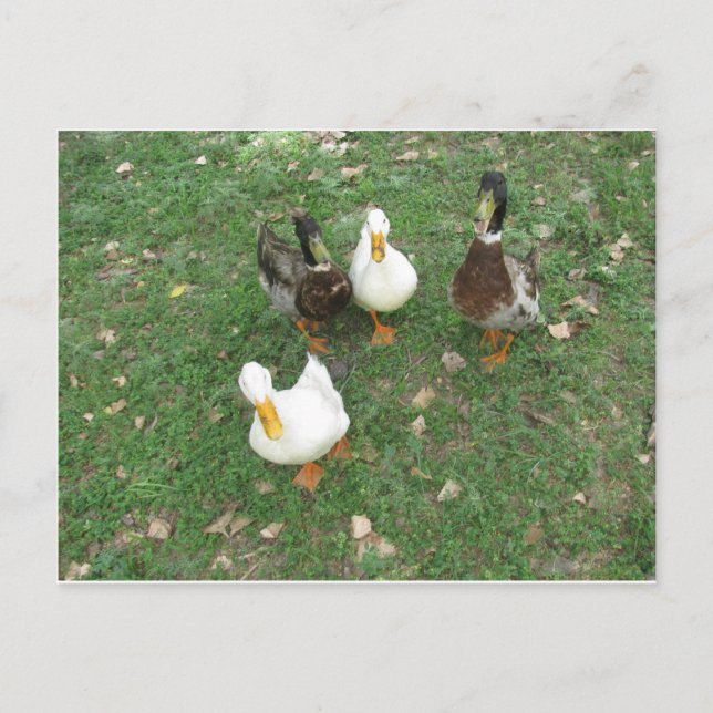 chatty ducs Carte postale (Devant)