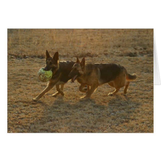 Chauncey et Abie (Devant horizontal)