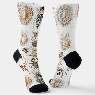 Chaussette Academia Noire Haeckel Vintage Araignée Symétrie A