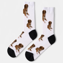 Chiots Sheltie