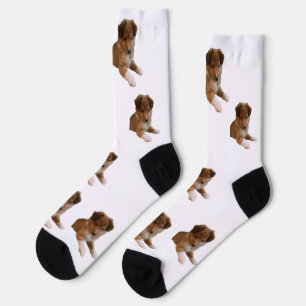 Chaussette Chiots Sheltie
