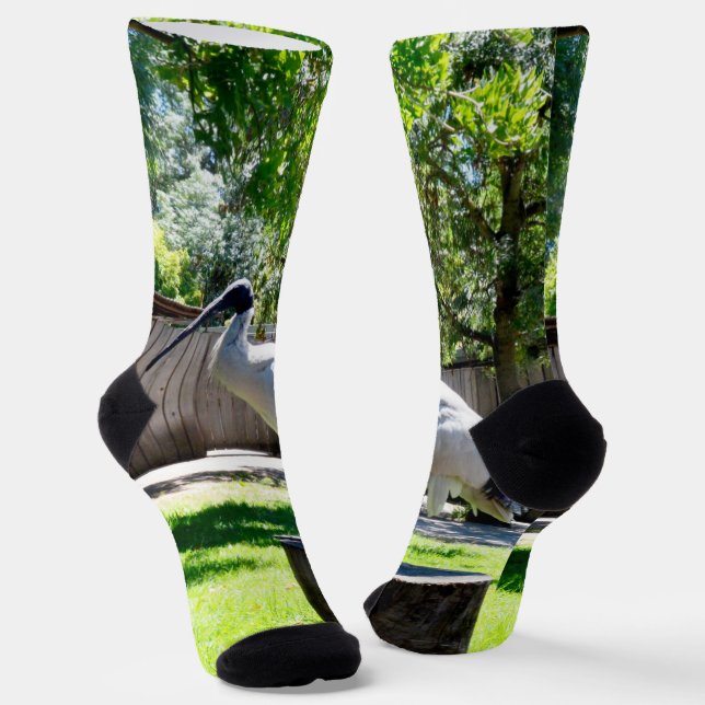 Chaussette Ibis (Poulet À Poule) Sur Un Journal, Chaussettes  (Angulaire)