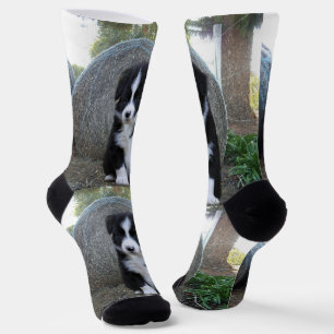 Chaussette La vie de chiot Border Collie à la ferme,