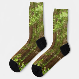 Chaussette Les séquoias au monument national de Muir Woods