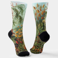 Muscinae vintage, plantes de mousse par Ernst Haec