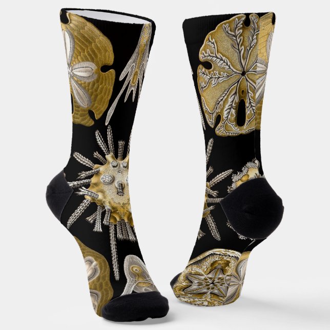 Chaussette Oursins Anciens Dollars de Sable par Ernst Haeckel (Angulaire)