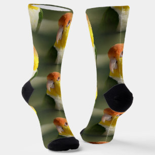 Chaussette Parrot caïque à ventre blanc mou