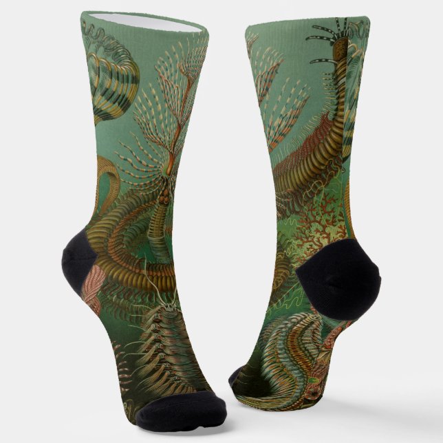 Chaussette Vers Annélides Chaetopoda par Ernst Haeckel (Angulaire)