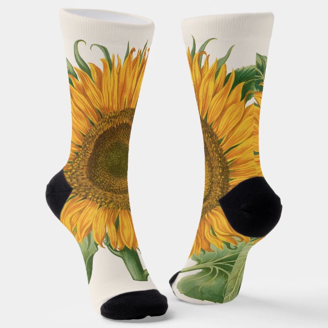 Chaussette Vintage Sunflower Flower by Basilius Besler (Angulaire)