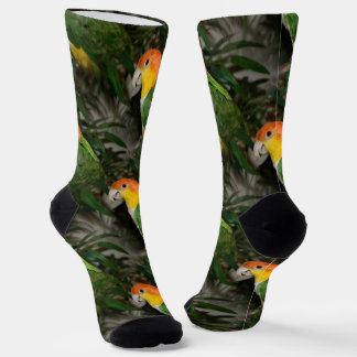 Chaussette White Bellied Caique Parrot with Bamboo Tree