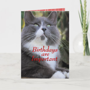 Chaussettes carte d'anniversaire de chat..- pour t