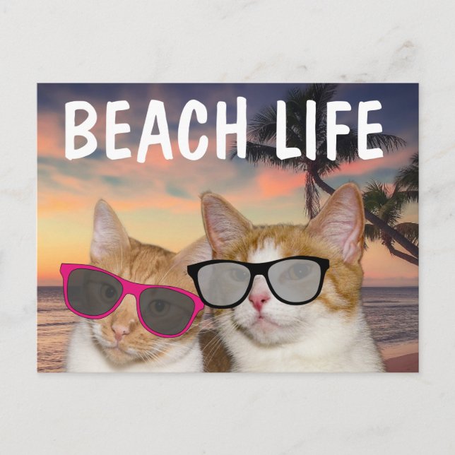 CHAUSSURES DE PLAGE CHAT FUNNY Cartes postales (Devant)