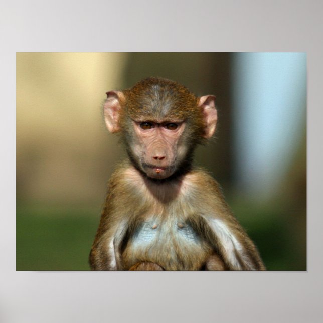 Cheeky Monkey - Cute Baby Baboon Poster / Imprimer (Devant)