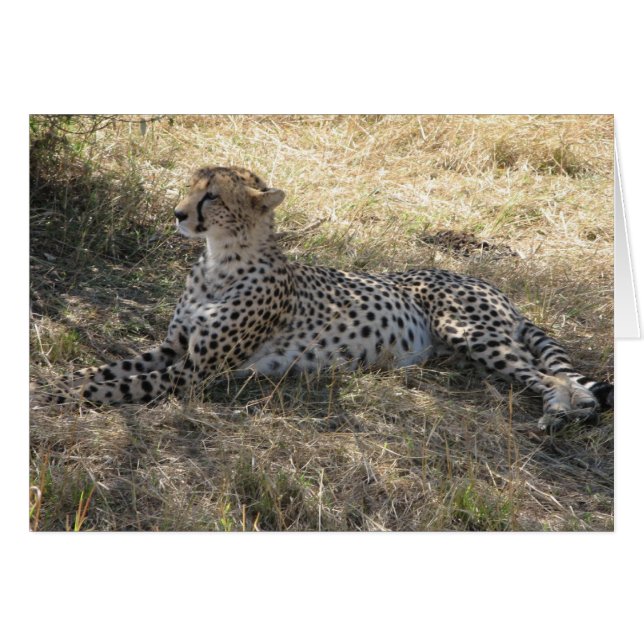 Cheetah (Devant horizontal)