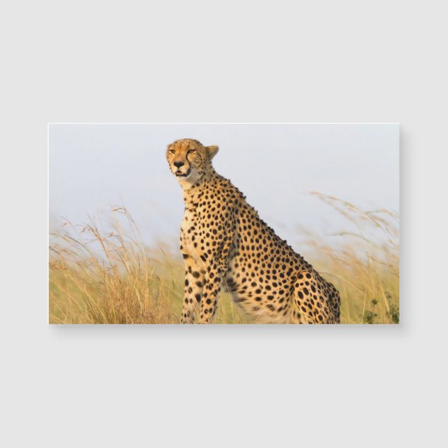 Cheetah (Devant)