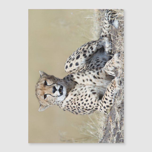 Cheetah (Devant)