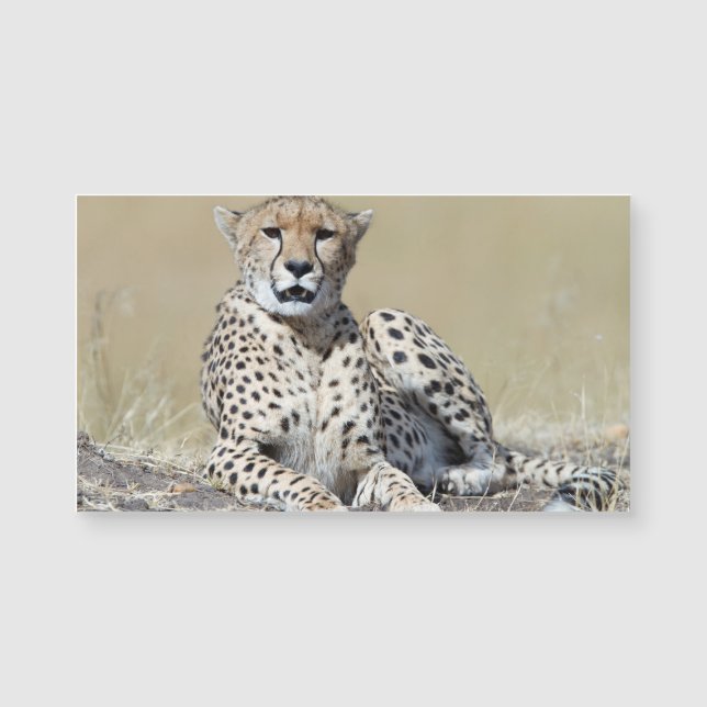 Cheetah (Devant)