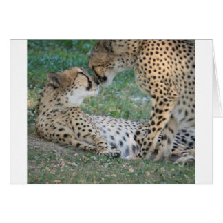 Cheetah