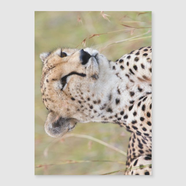 Cheetah (Devant)