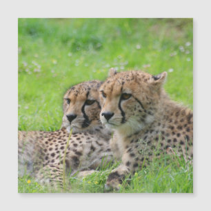 Cheetah 001