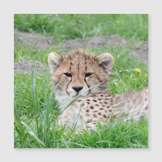 Cheetah 002 (Devant)