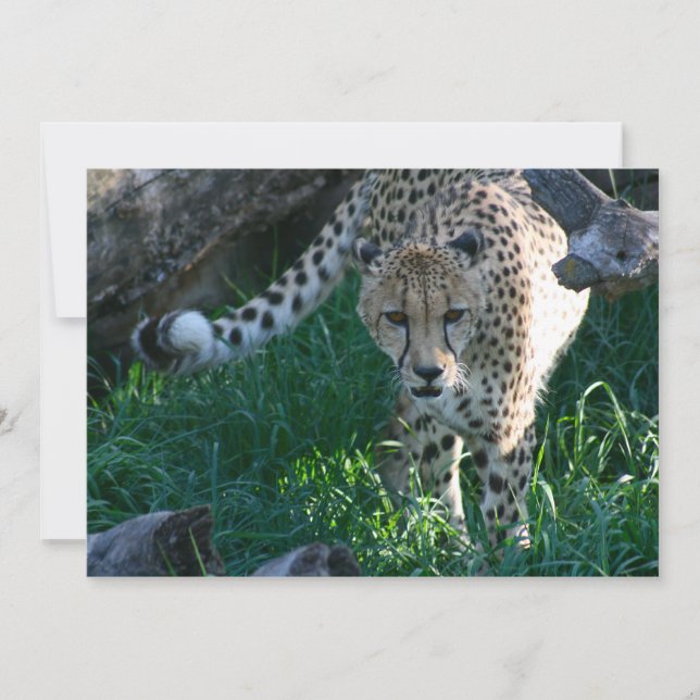 Cheetah à la chasse (Devant)