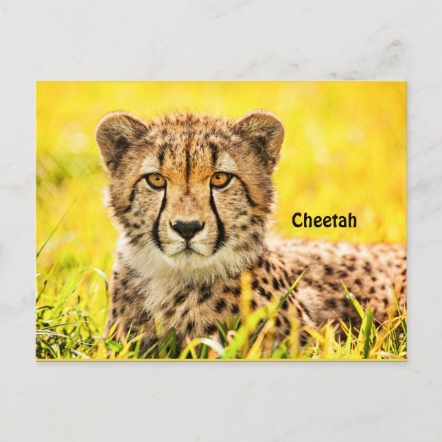 Cheetah, animal de la carte postale de la famille  (Devant)