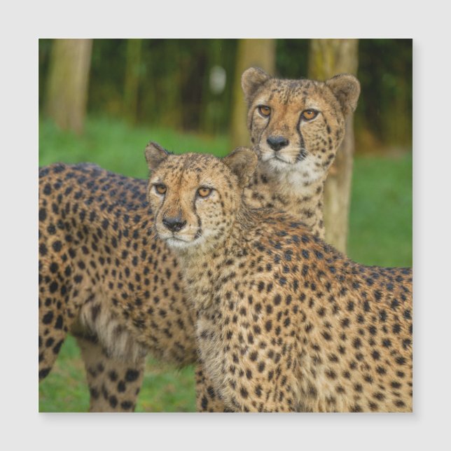 Cheetah Duo (Devant)