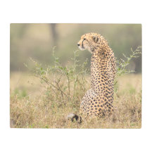 Cheetah en Afrique sauvage Métal imprimé
