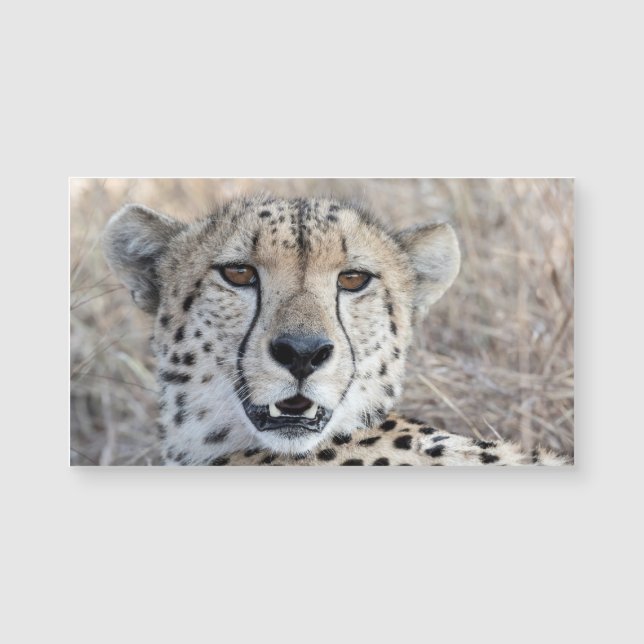 Cheetah Portrait (Devant)