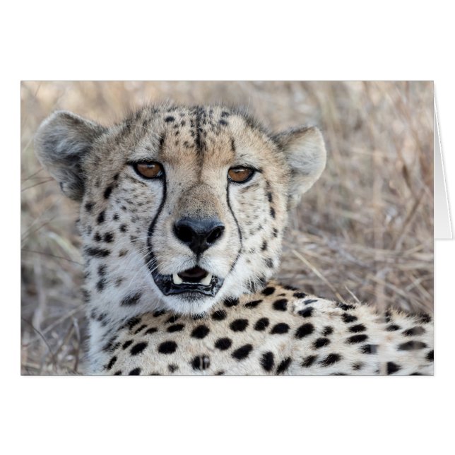 Cheetah Portrait (Devant horizontal)