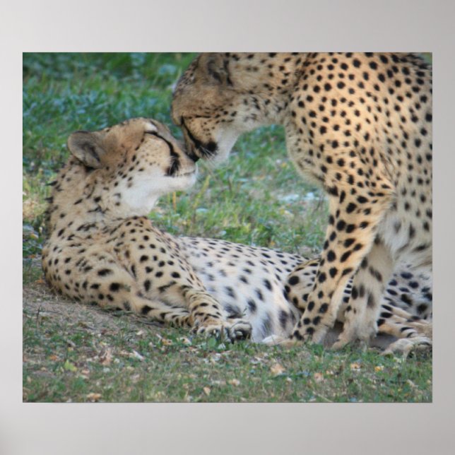 Cheetah Poster (Devant)