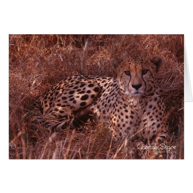 Cheetah Stare (Devant horizontal)