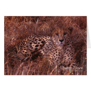Cheetah Stare