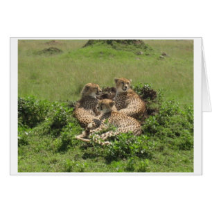 Cheetahs