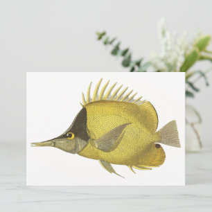 Chelmon Longirostris Tropical Jaune, Poisson Vinta