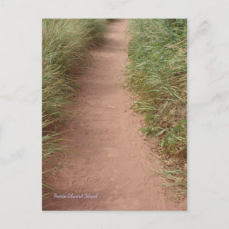 Chemin dans les dunes carte postale