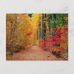 Chemin d'automne, carte postale