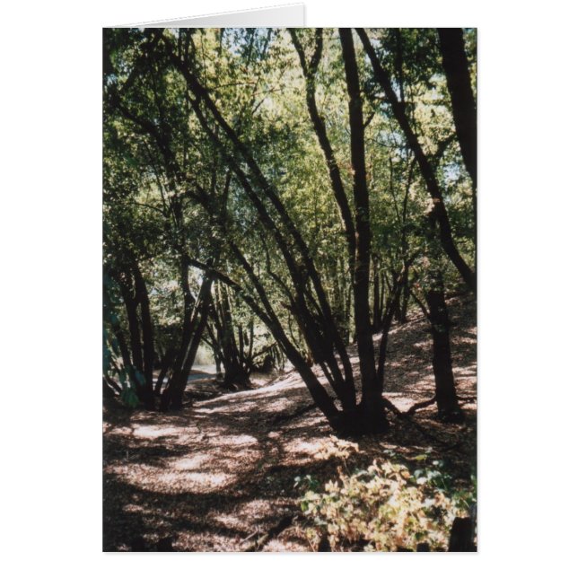 Chemin Dry Creek (Devant)