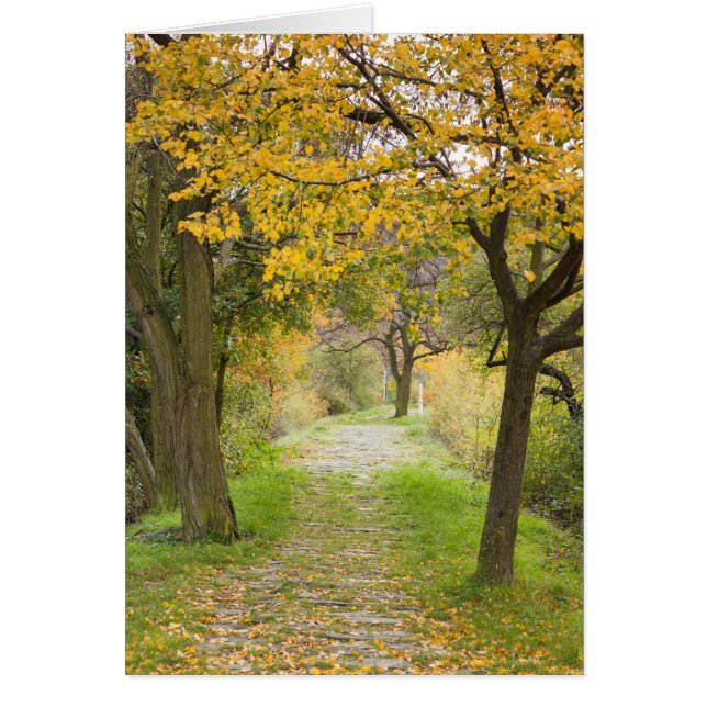 Chemin en automne (Devant)