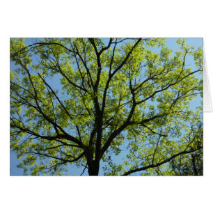 Chêne de printemps Nature vivante
