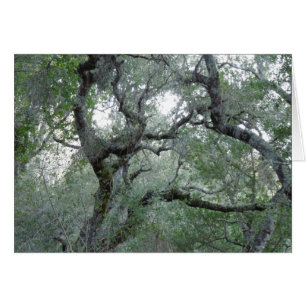 Chênes à chênes en Californie à Paso Robles