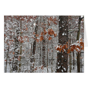 Chênes couverts de neige hiver Photographie de la