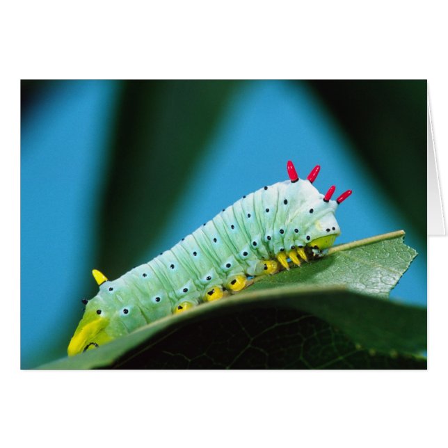 Chenille du papillon Prométhée, Callosamia (Devant horizontal)