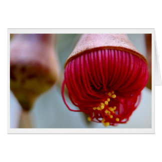 Chèque-cadeau de caesia d'eucalyptus - 02