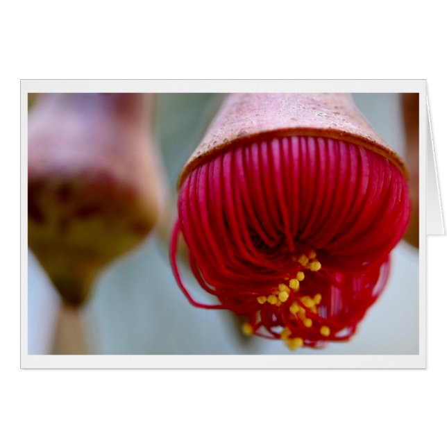 Chèque-cadeau de caesia d'eucalyptus - 02 (Devant horizontal)