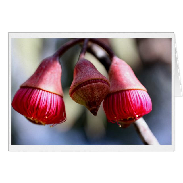 Chèque-cadeau de caesia d'eucalyptus - 03 (Devant horizontal)