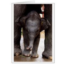 Chèque-cadeau d'éléphant asiatique de bébé - 03
