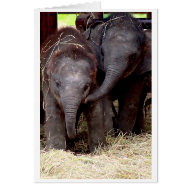 Chèque-cadeau d'éléphant asiatique de bébé - 03 (Devant)